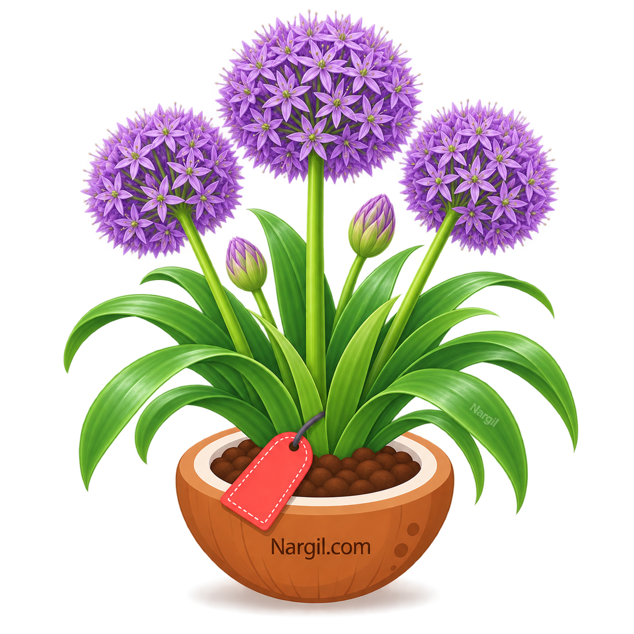 Nargil_Allium Giganteum